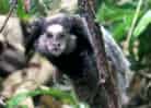 動物図鑑・クロミミマーモセット 1